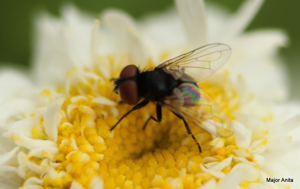 Phasia