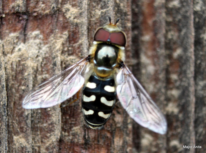 Scaeva pyrastri - gyakori nagyhomlokúlégy