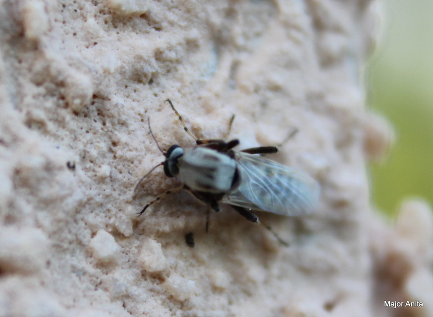 Sphaeromias pictus