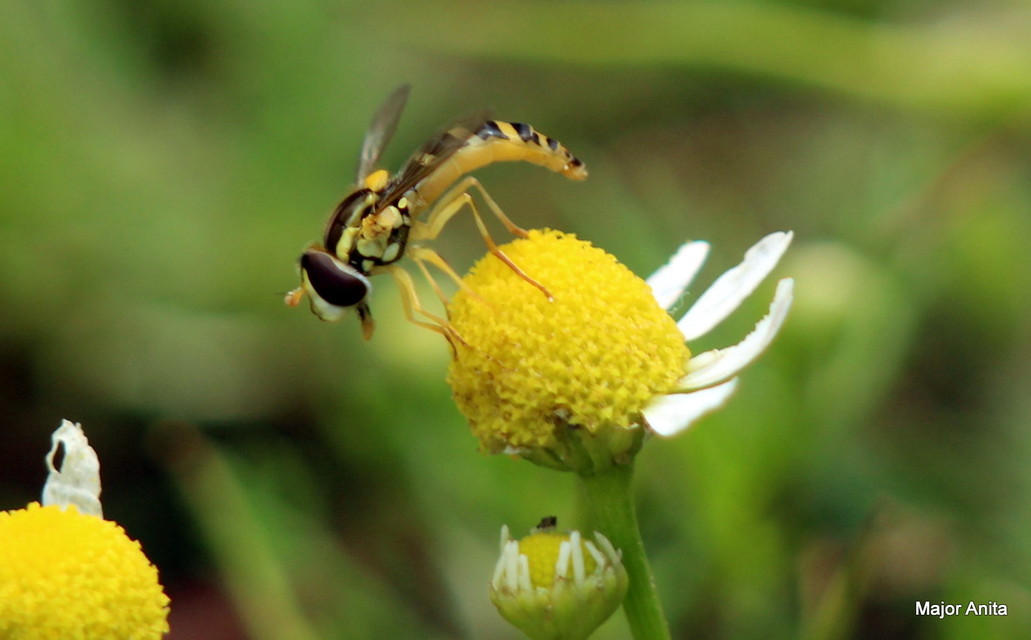 Sphaerophoria