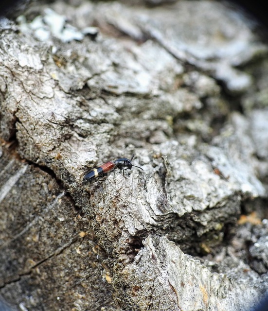 Tilloidea unifasciata - szőlő-szúfarkas