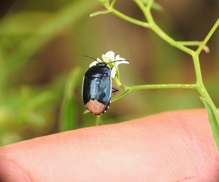 Canthophorus