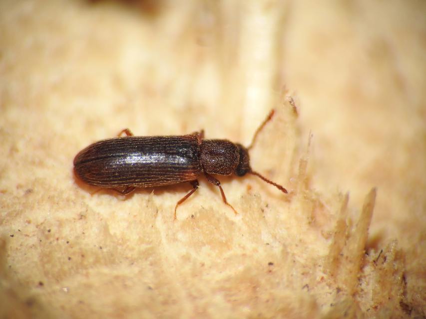 Lyctus