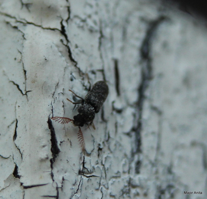 Ptilinus