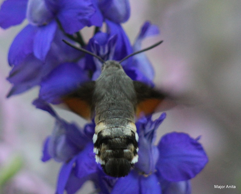 Macroglossum stellatarum - kacsafarkú szender