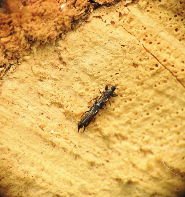 Thysanoptera - Tripszek