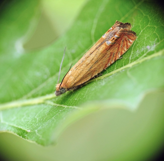 Lathronympha strigana - orbáncfű-magrágómoly