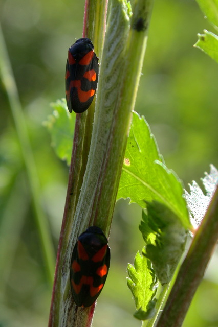 Cercopis vulnerata