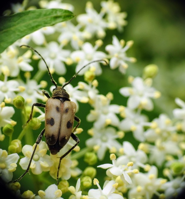 Pachytodes cerambyciformis - változékony virágcincér
