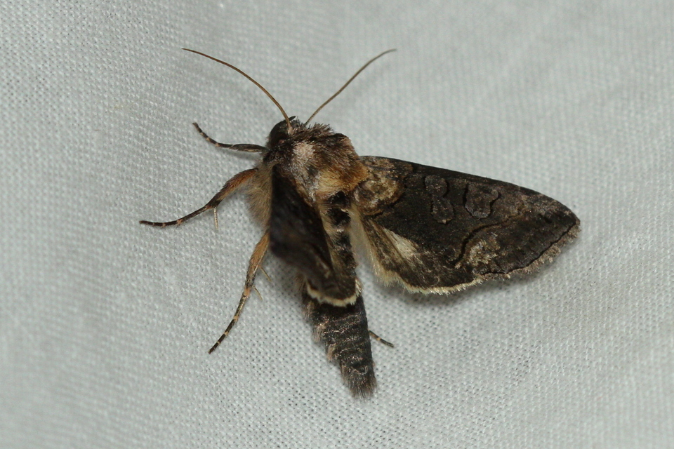 Abrostola triplasia - közönséges csalánbagoly