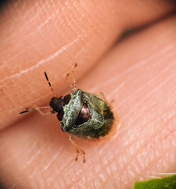 Stagonomus venustissimus - foltos feketefejű-poloska Stagonomus venustissimus - foltos feketefejű-poloska