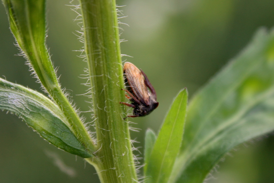Centrotus cornutus - szarvaskabóca