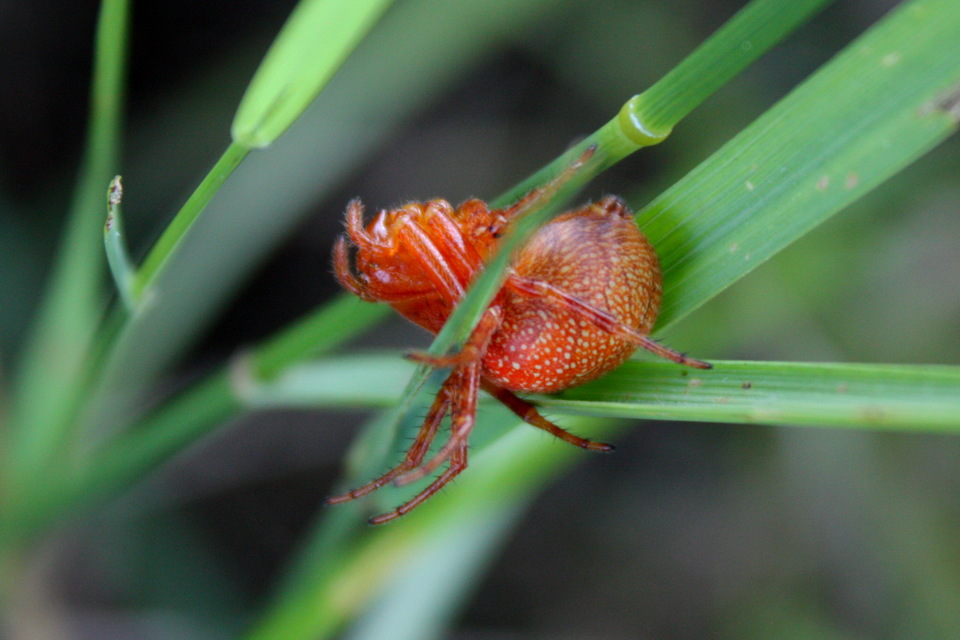 Araneus alsine - hűsölő keresztespók