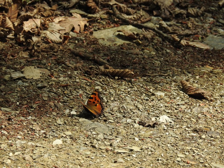 Nymphalis polychloros - nagy rókalepke
