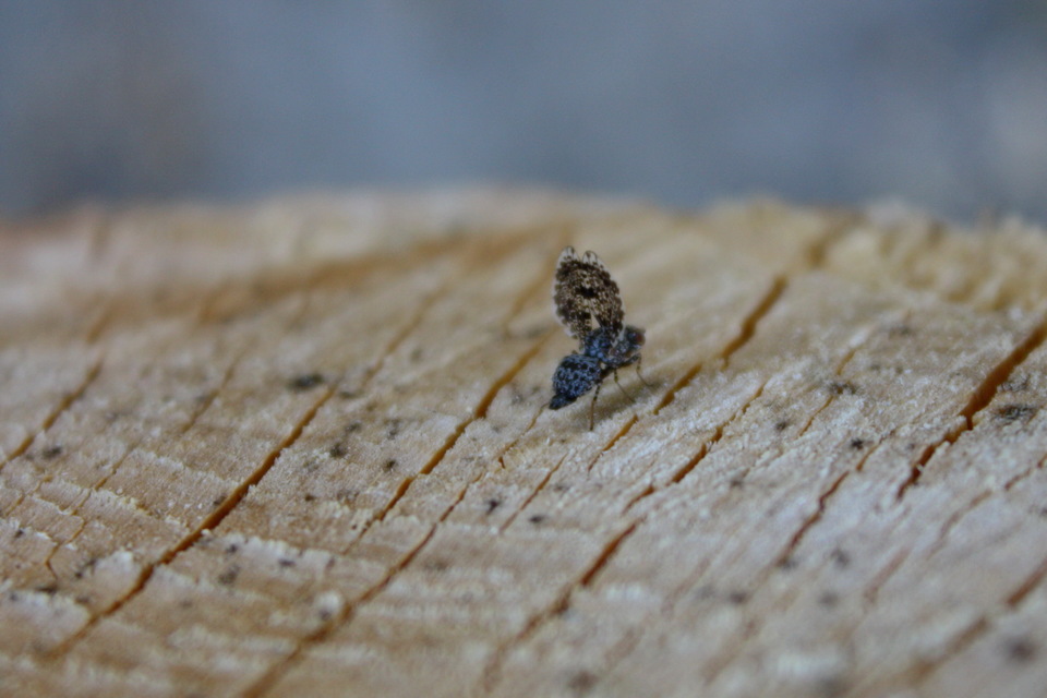 Callopistromyia annulipes - pávalégy
