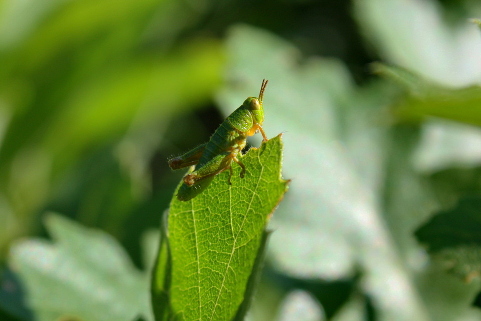 Odontopodisma decipiens - déli hegyisáska