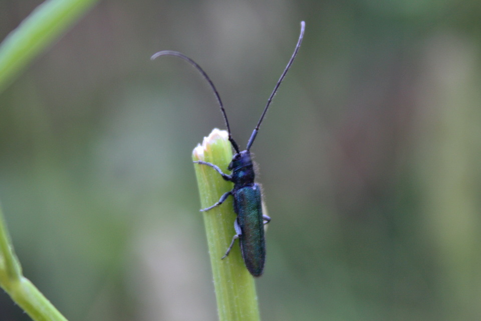 Agapanthia violacea - kék somkórócincér
