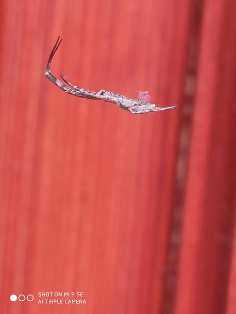 Uloborus walckenaerius - derespók