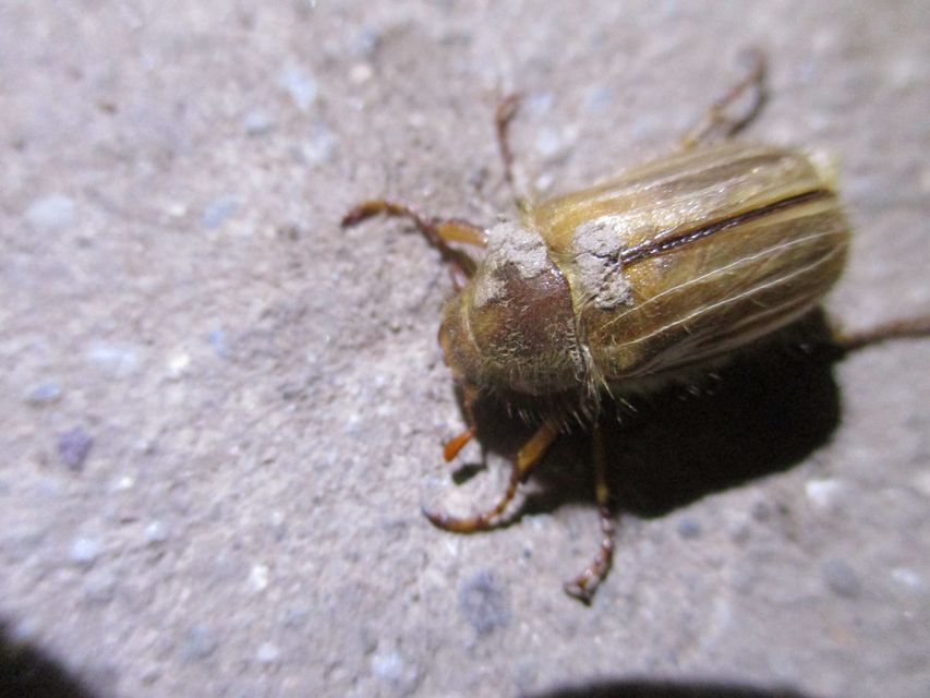 Amphimallon solstitiale - bordás sárgacserebogár