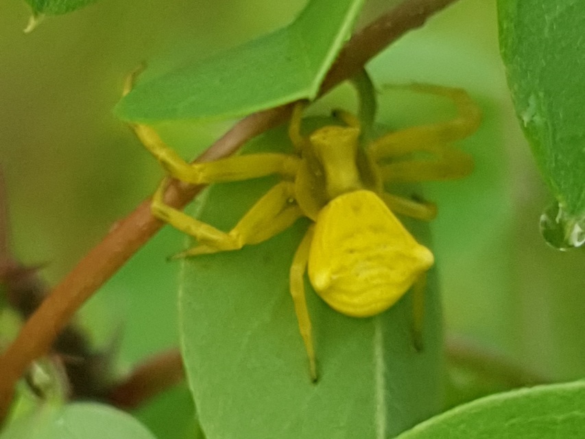 Thomisus onustus - fehér karolópók