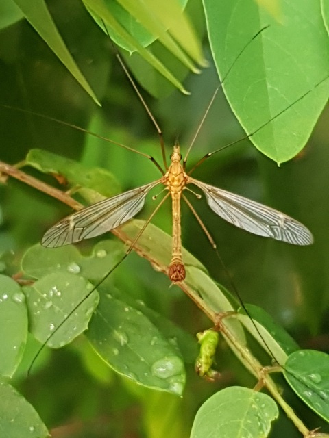 Tipula