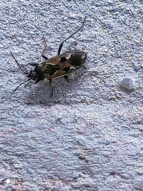 Rhyparochromus vulgaris - közönséges díszesbodobács