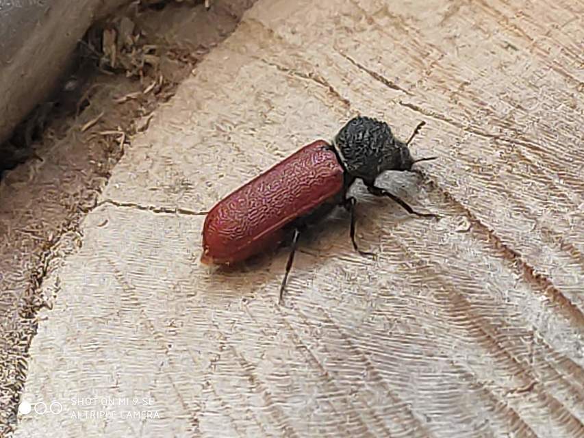 Bostrichus capucinus - piros csuklyásszú