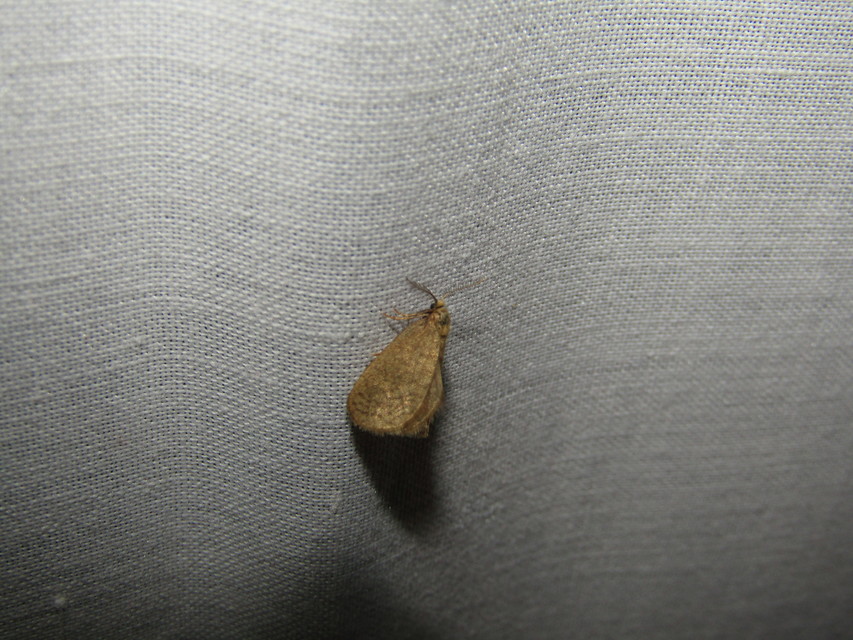 Bijugis