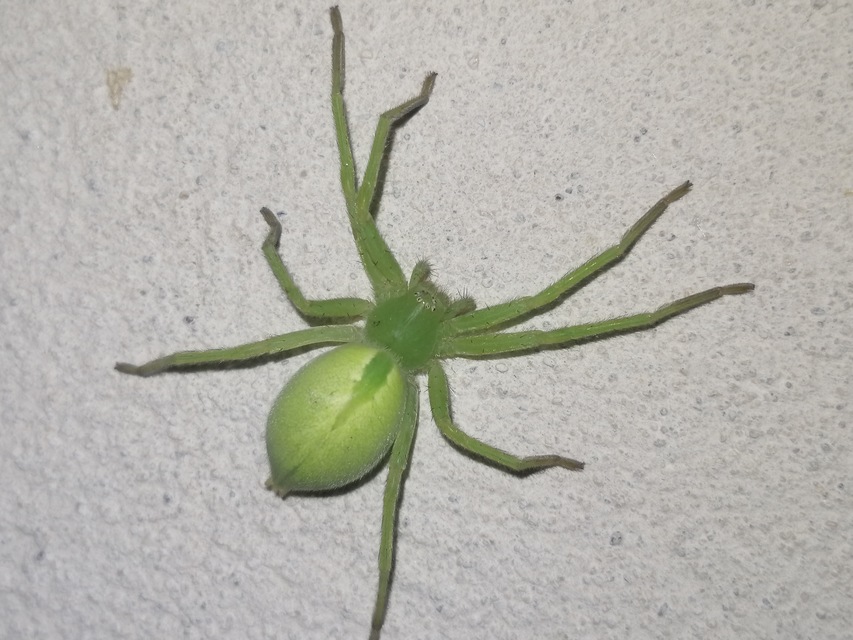 Micrommata virescens - hunyópók
