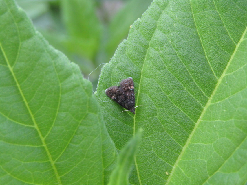 Heliothela wulfeniana - fényes kormosmoly