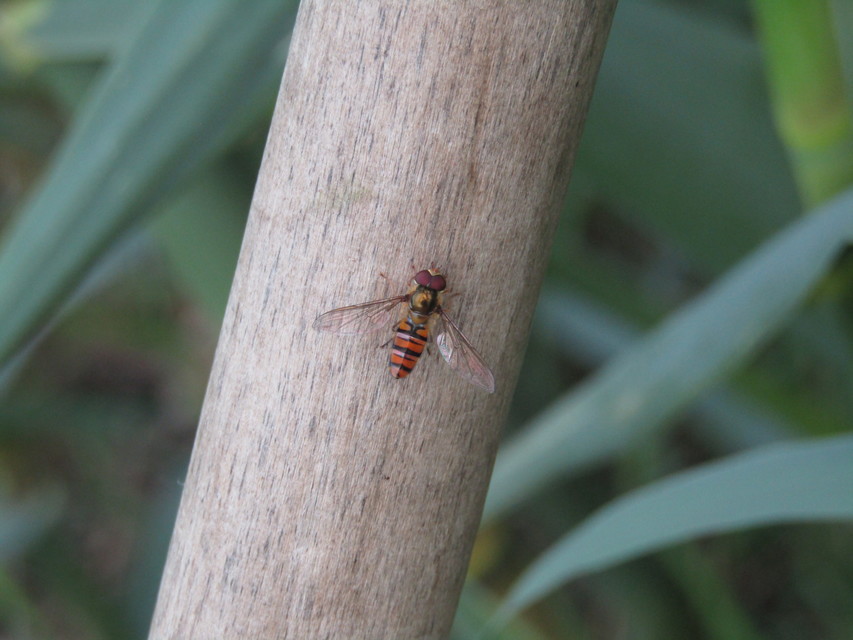 Episyrphus balteatus - ékfoltos zengőlégy