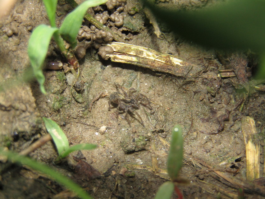 Arctosa