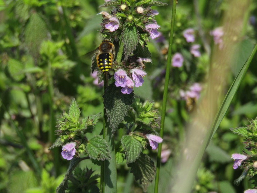 Anthidium