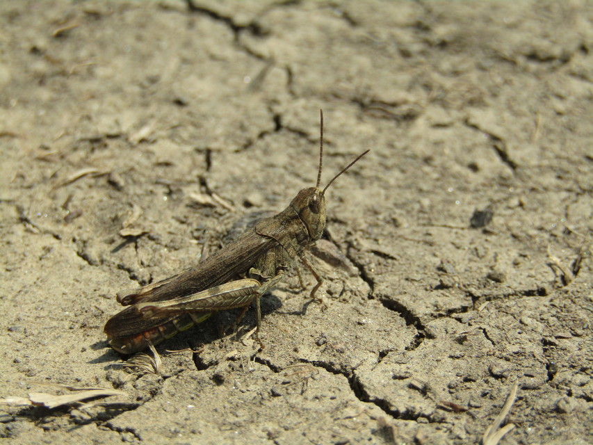 Chorthippus brunneus - közönséges tarlósáska