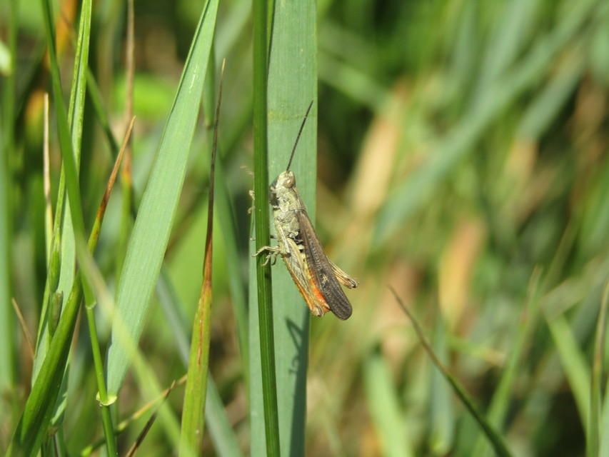 Chorthippus brunneus - közönséges tarlósáska