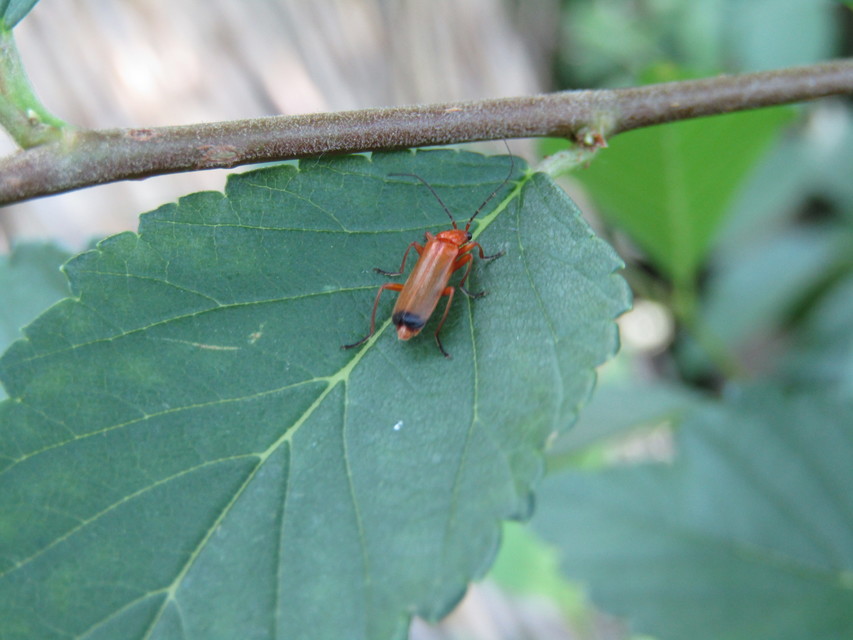 Rhagonycha fulva - feketevégű lágybogár
