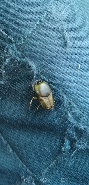 Euoniticellus fulvus - halványfoltos trágyatúró