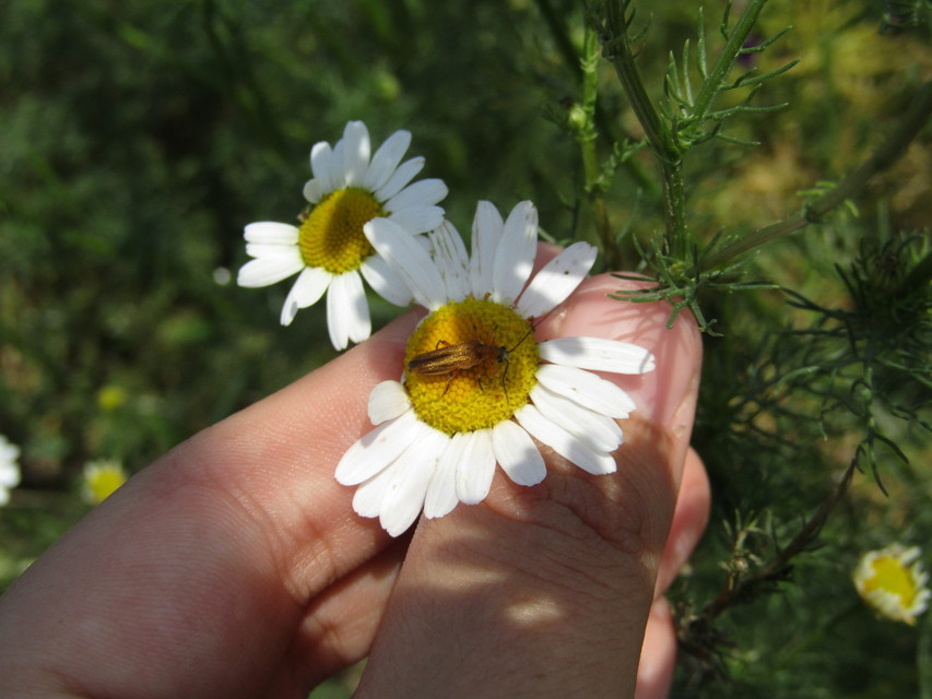Oedemera podagrariae - székfű-álcincér