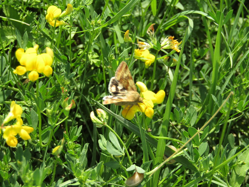 Heliothis adaucta - somkóróbagoly