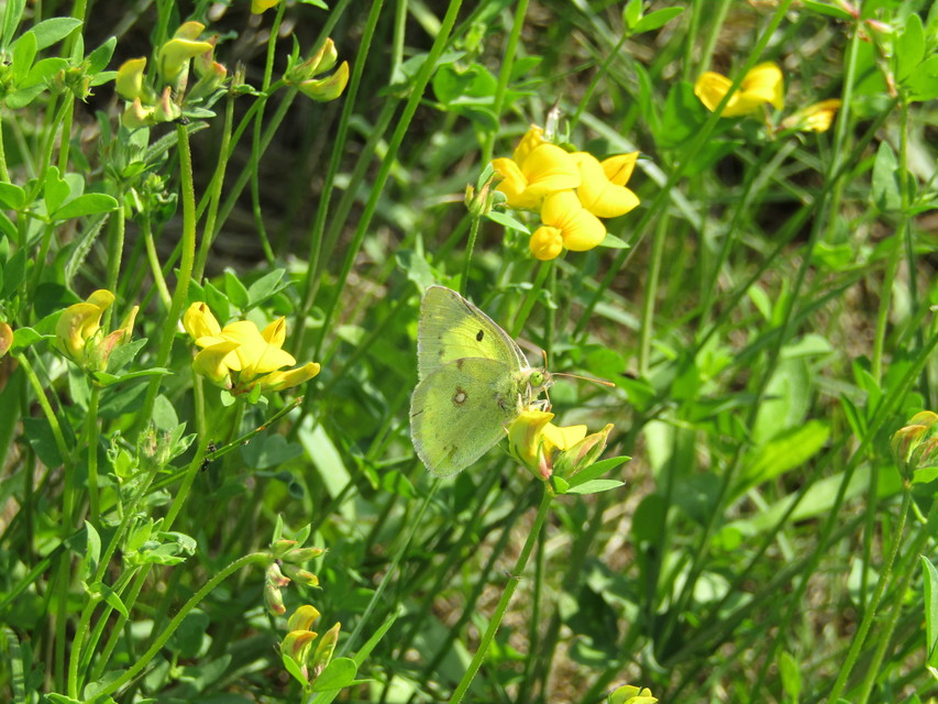 Colias erate - csángó-kéneslepke