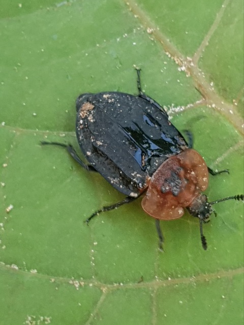 Oiceoptoma thoracicum - vörösnyakú dögbogár