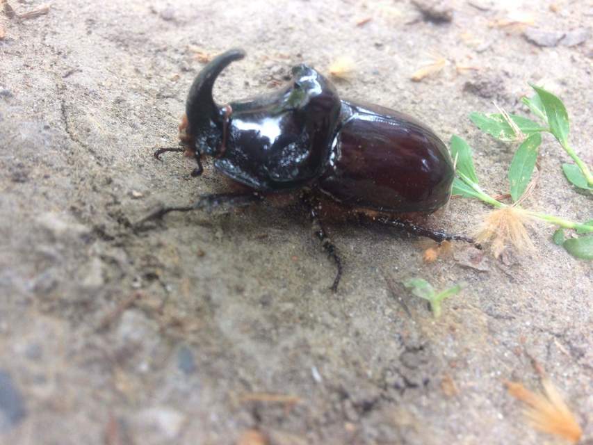 Oryctes nasicornis - orrszarvú bogár