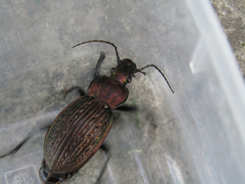 Carabus ulrichii - rezes futrinka Carabus ulrichii - rezes futrinka