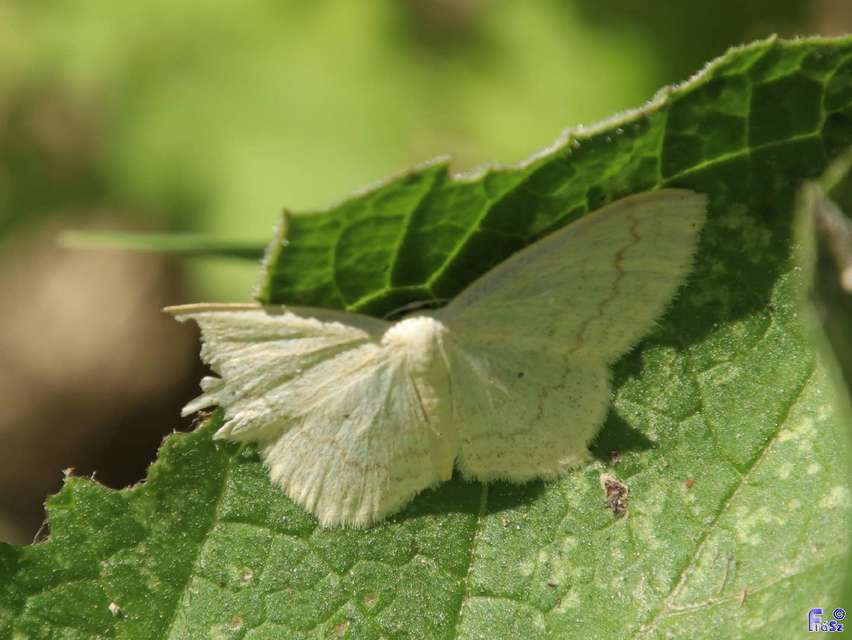 Scopula floslactata - tejfehér sávosaraszoló