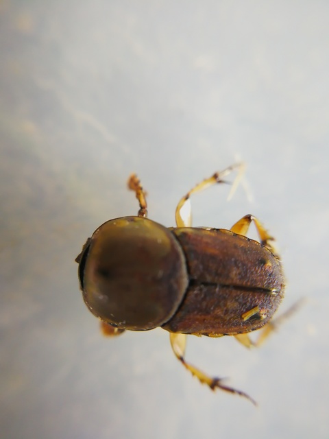 Euoniticellus fulvus - halványfoltos trágyatúró