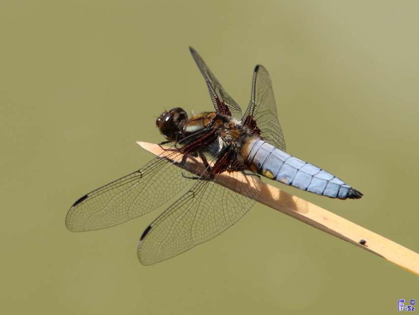 Libellula depressa - széles laposacsa