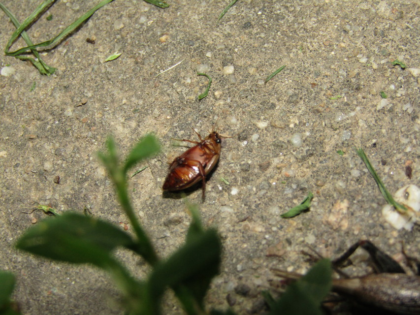 Hydaticus grammicus - déli mocsáricsíkbogár