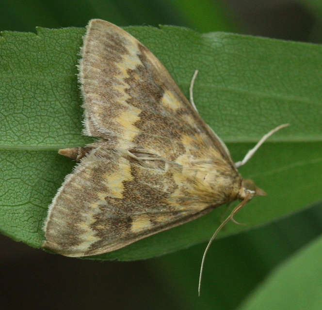 Ostrinia nubilalis - kukoricamoly