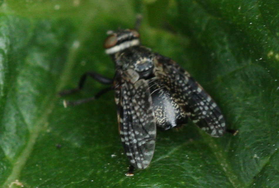 Platystoma