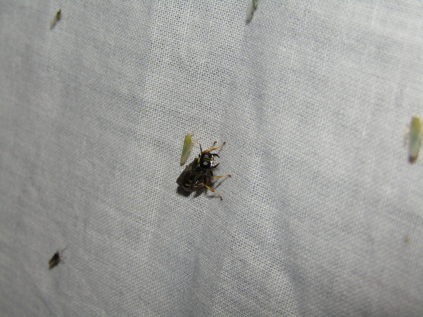 Crabronidae - szitásdarazsak